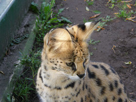 Смотреть фото Сервал Фото Сервал