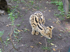Смотреть фото Сервал Фото Сервал