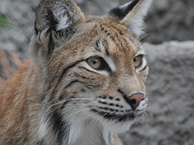 Европейская рысь