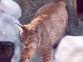 Смотреть фото Европейская рысь Фото Европейская рысь