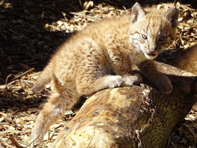 Смотреть фото Европейская рысь Фото Европейская рысь