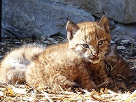 Смотреть фото Европейская рысь Фото Европейская рысь