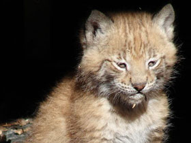 Смотреть фото Европейская рысь Фото Европейская рысь