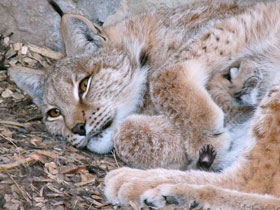 Смотреть фото Европейская рысь Фото Европейская рысь