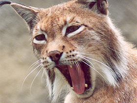 Европейская рысь