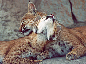 Смотреть фото Европейская рысь Фото Европейская рысь