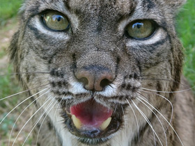 Смотреть фото Пиренейская рысь Фото Пиренейская рысь
