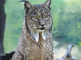 Пиренейская рысь