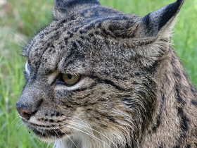 Смотреть фото Пиренейская рысь Фото Пиренейская рысь