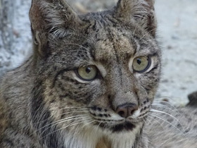 Смотреть фото Пиренейская рысь Фото Пиренейская рысь