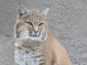 Смотреть фото Рыжая рысь Фото Рыжая рысь