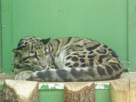 Смотреть фото Дымчатый леопард Фото Дымчатый леопард