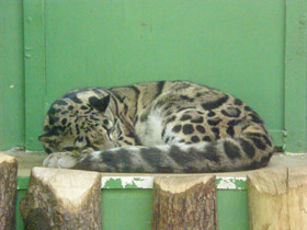 Смотреть фото Дымчатый леопард Фото Дымчатый леопард