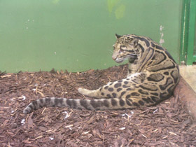 Смотреть фото Дымчатый леопард Фото Дымчатый леопард
