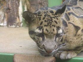 Смотреть фото Дымчатый леопард Фото Дымчатый леопард