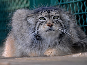 Смотреть фото Манул Фото Манул