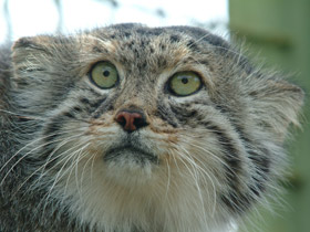 Смотреть фото Манул Фото Манул