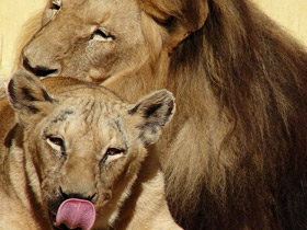 Смотреть фото Лев Фото Лев