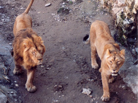 Смотреть фото Азиатский лев Фото Азиатский лев