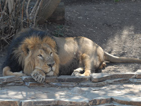 Смотреть фото Азиатский лев Фото Азиатский лев
