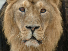 Азиатский лев