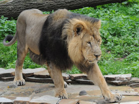 Смотреть фото Азиатский лев Фото Азиатский лев