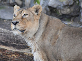 Смотреть фото Азиатский лев Фото Азиатский лев