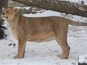 Смотреть фото Азиатский лев Фото Азиатский лев