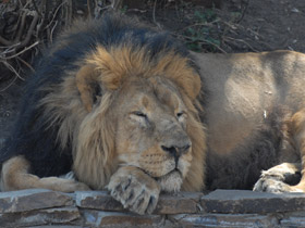 Смотреть фото Азиатский лев Фото Азиатский лев