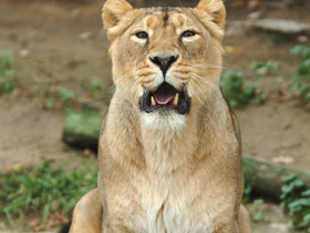 Азиатский лев