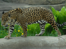 Смотреть фото Ягуар Фото Ягуар