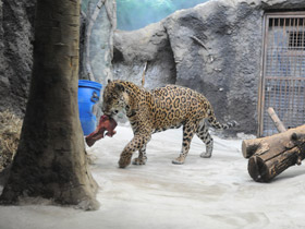 Смотреть фото Ягуар Фото Ягуар