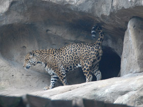 Смотреть фото Ягуар Фото Ягуар