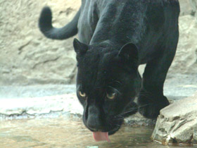 Смотреть фото Ягуар Фото Ягуар