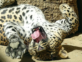 Смотреть фото Цейлонский леопард Фото Цейлонский леопард