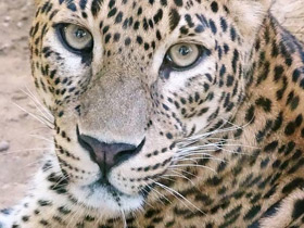 Смотреть фото Цейлонский леопард Фото Цейлонский леопард