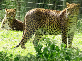 Смотреть фото Цейлонский леопард Фото Цейлонский леопард