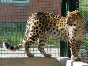 Смотреть фото Амурский леопард Фото Амурский леопард