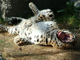 Смотреть фото Амурский леопард Фото Амурский леопард