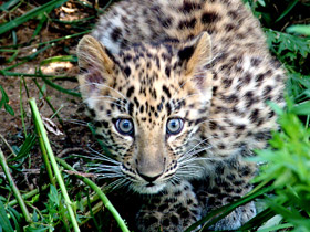 Смотреть фото Амурский леопард Фото Амурский леопард