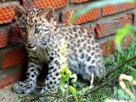 Смотреть фото Амурский леопард Фото Амурский леопард