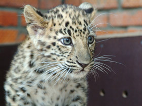 Смотреть фото Амурский леопард Фото Амурский леопард