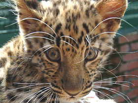 Смотреть фото Амурский леопард Фото Амурский леопард