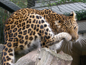 Смотреть фото Амурский леопард Фото Амурский леопард