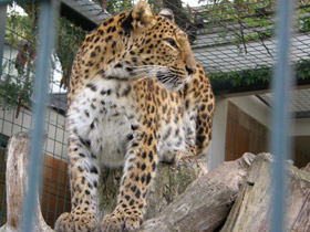 Смотреть фото Амурский леопард Фото Амурский леопард