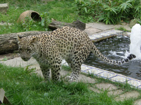 Смотреть фото Переднеазиатский леопард Фото Переднеазиатский леопард