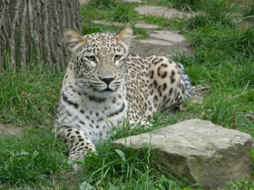 Смотреть фото Переднеазиатский леопард Фото Переднеазиатский леопард