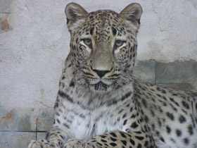 Смотреть фото Переднеазиатский леопард Фото Переднеазиатский леопард