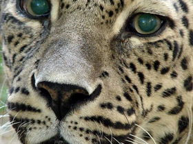 Смотреть фото Переднеазиатский леопард Фото Переднеазиатский леопард