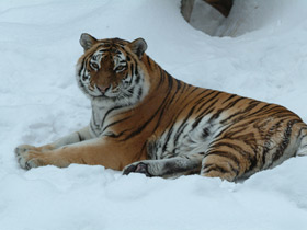 Амурский тигр